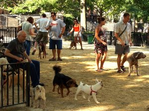 Dogs playing at an off-leash dog park