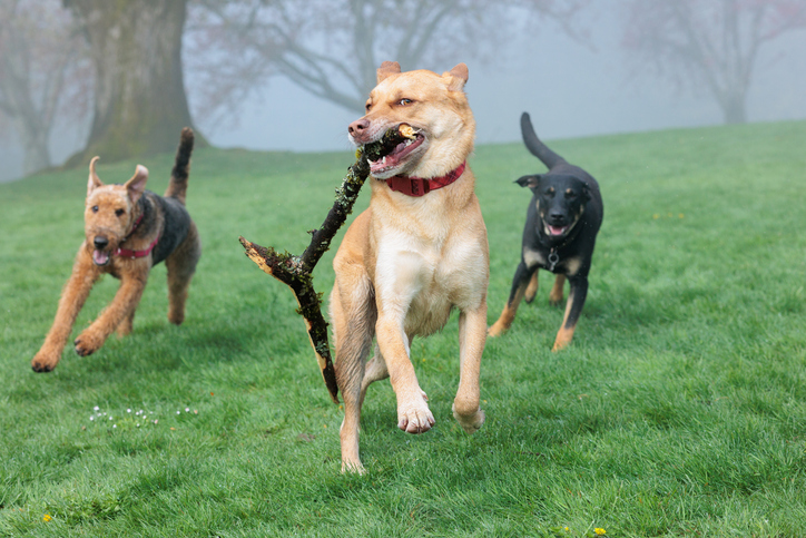 Dogs playing at an off-leash dog park. 