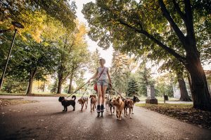 A pet sitter walks many dogs to the park